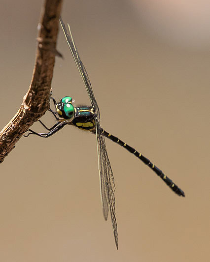 Eusynthemis nigra male-1868.jpg